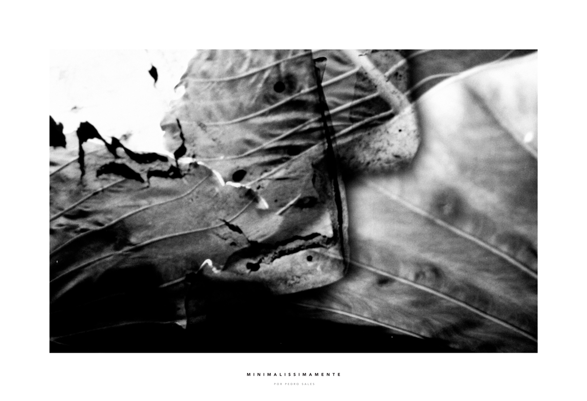 Série Natureza e Texturas PB - Foto Pedro Sales - Minimalissimamente