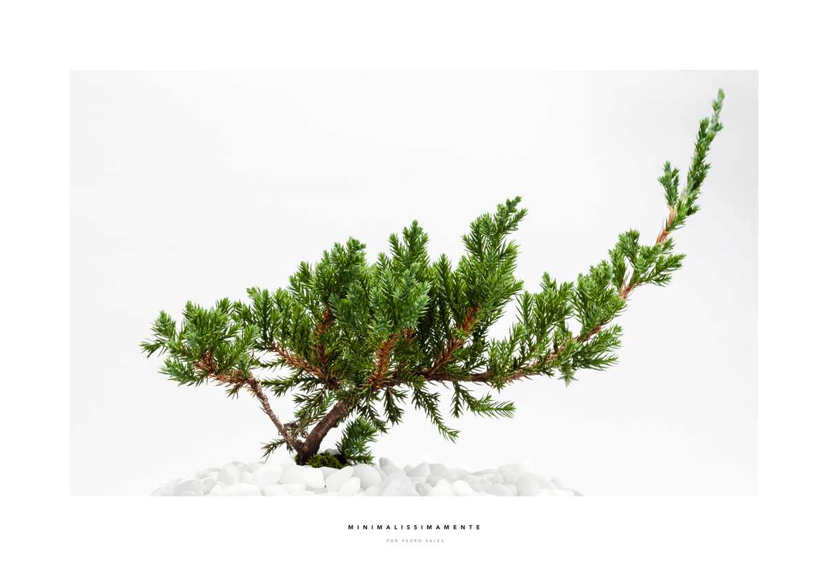 Bonsai Jacaré - Foto Pedro Sales - Minimalissimamente