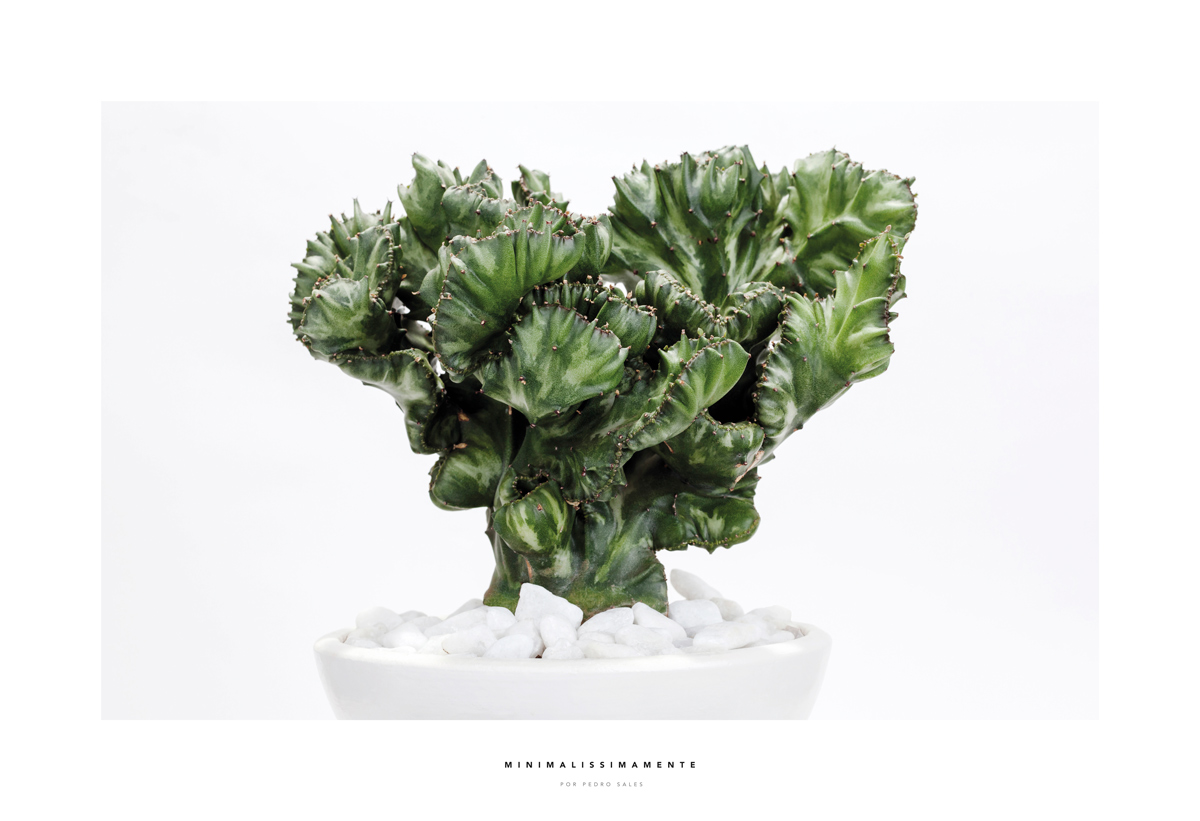 Série Cactos Euphorbia Lactea - Foto Pedro Sales - Minimalissimamente