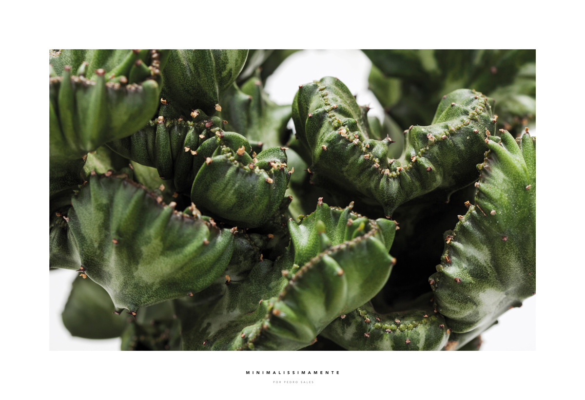 Série Cactos Euphorbia Lactea - Foto Pedro Sales - Minimalissimamente
