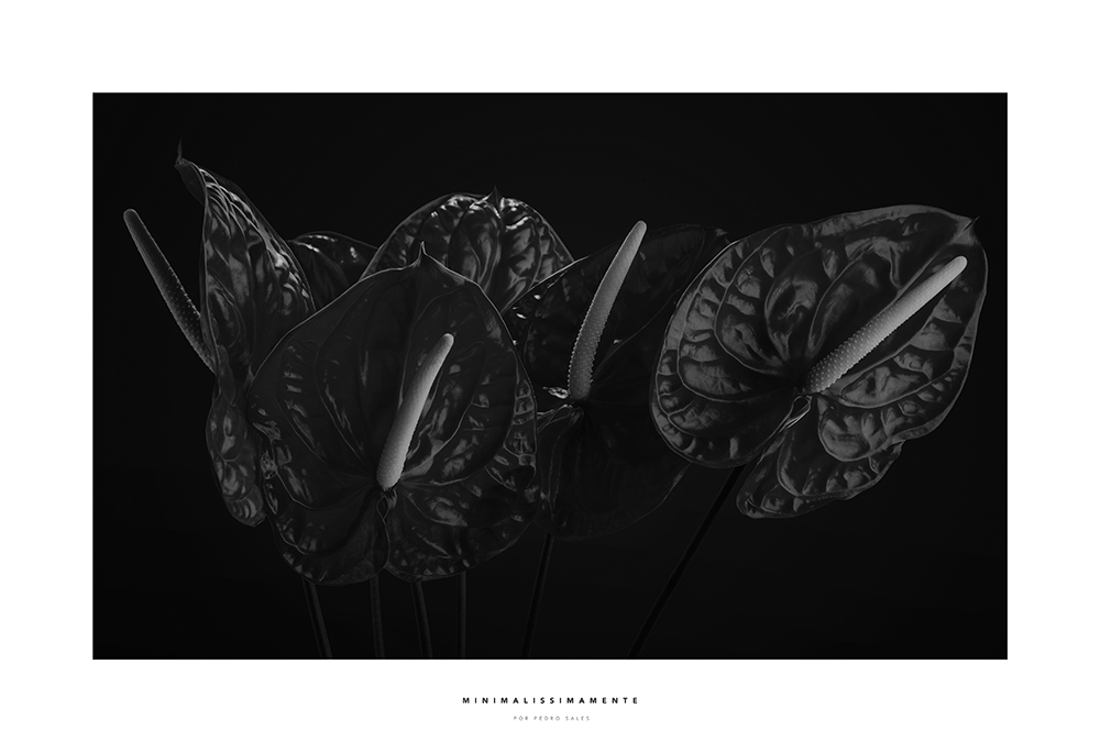Série Noir - Antúrios Black and White - Minimalissimamente por Pedro Sales
