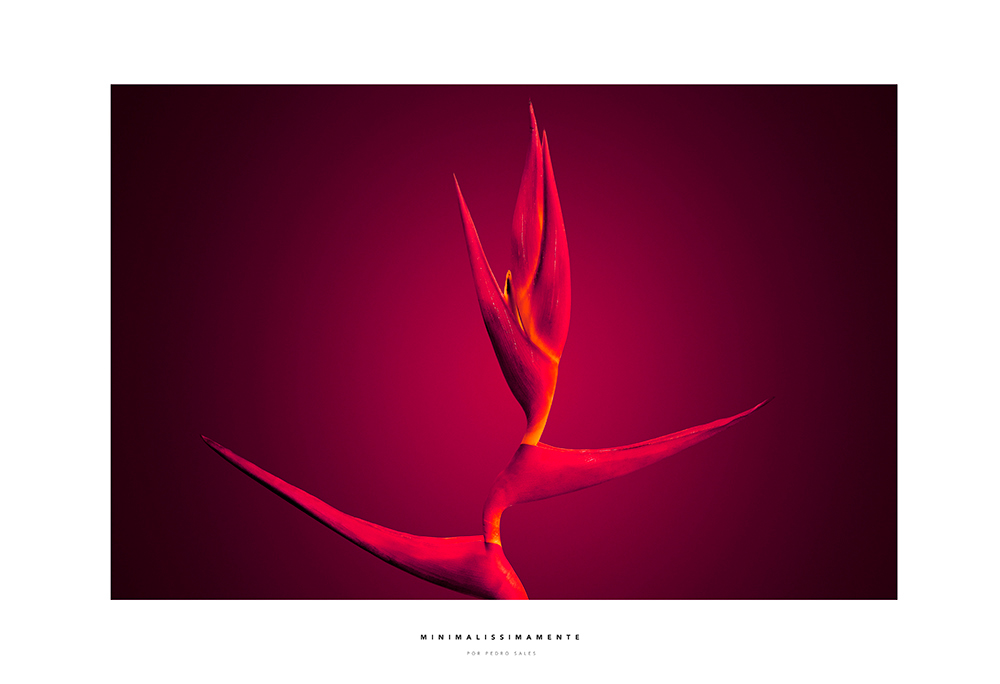 Série Heliconia sobre Púrpura - Minimalissimamente - Foto Pedro Sales