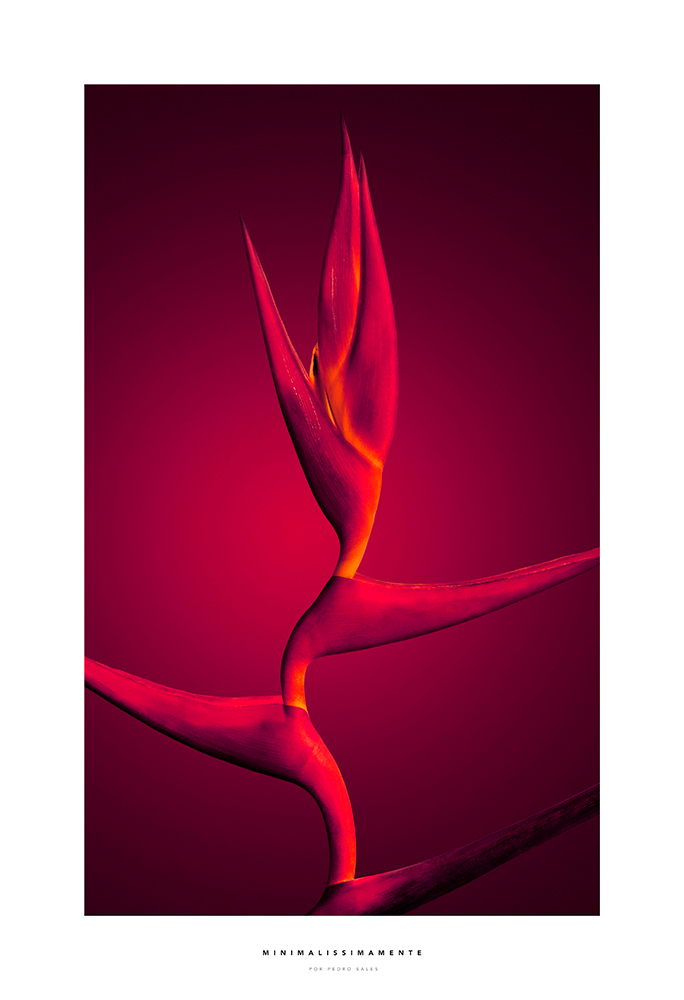 Série Heliconia sobre Púrpura - Minimalissimamente - Foto Pedro Sales