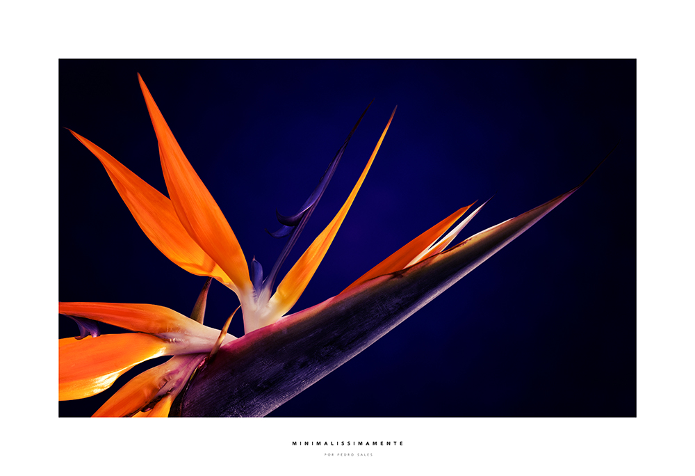 Série Strelitzia Sobre Roxo - Minimalissimamente