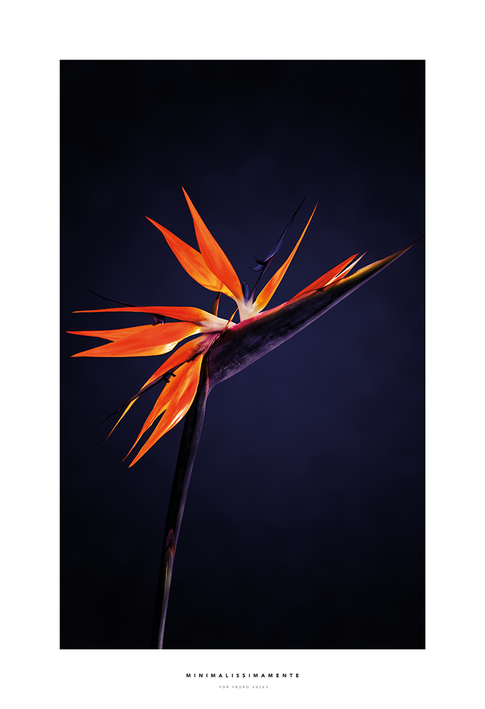 Série Strelitzia Sobre Roxo - Minimalissimamente